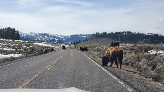Bison walking along the road in Yellowstone in winter