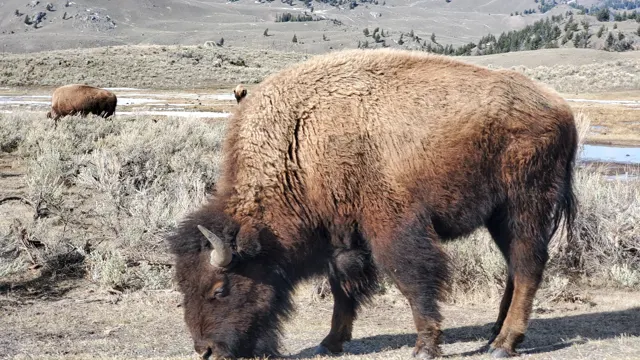 Close-up of a bison grazing in winter grass