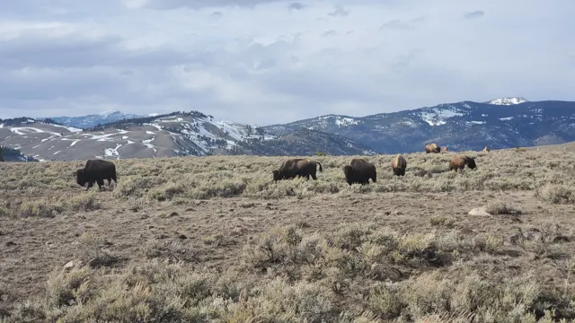 Bison scattered across a wide valley with snowy mountains